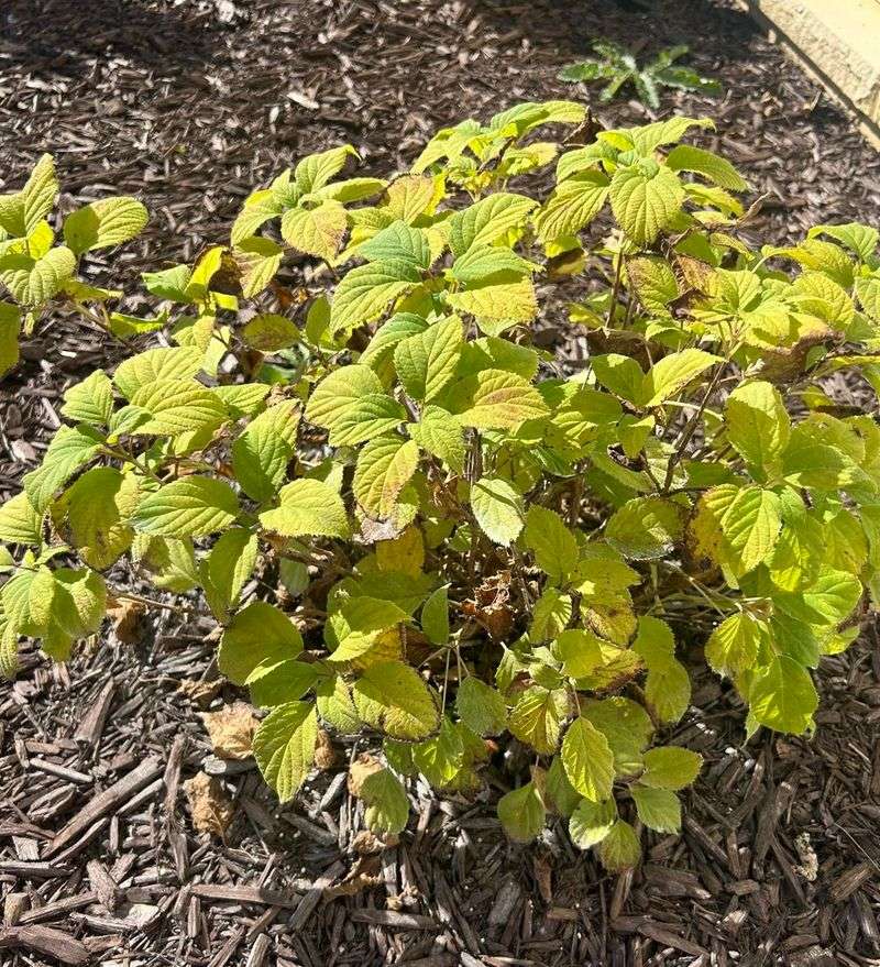 Nitrogen May Have Leached Away