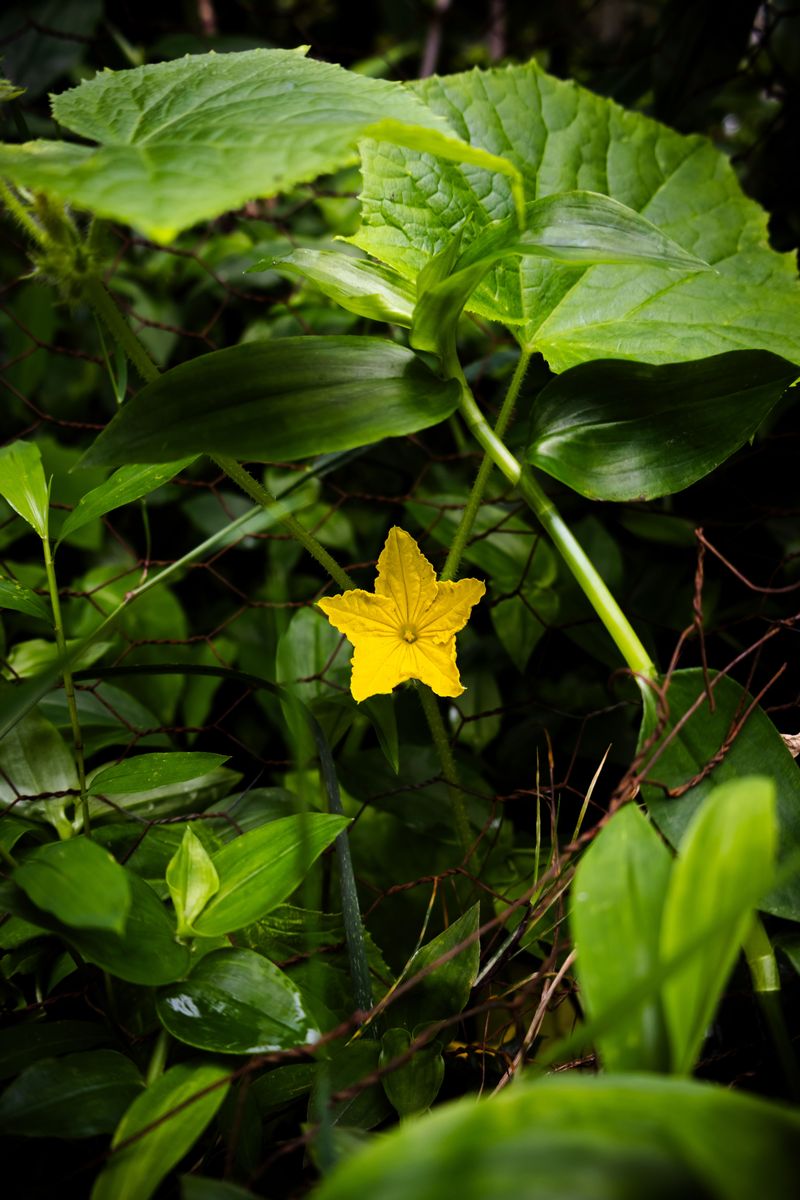 Nitrogen Overload Favors Leaves Over Fruit