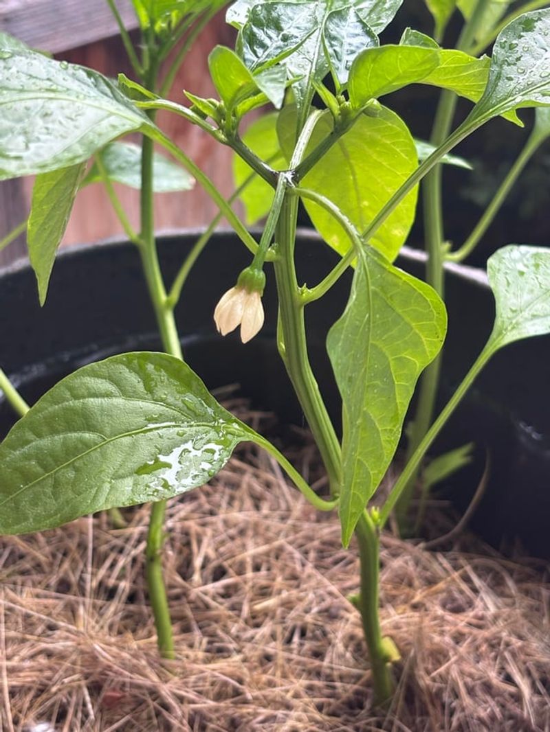 Nitrogen Pushed Leaves