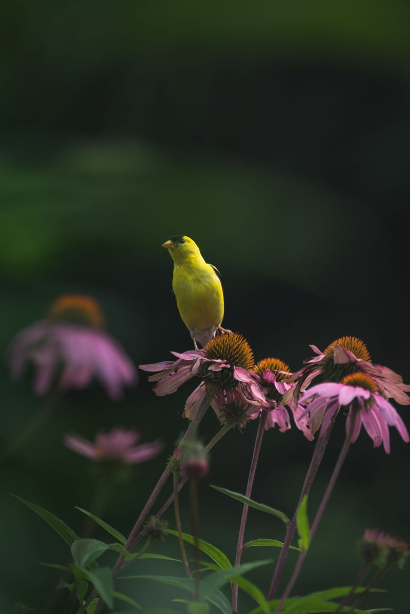 No Feeder Needed When This Perennial Does The Work No Feeder Needed When This Perennial Does The Work