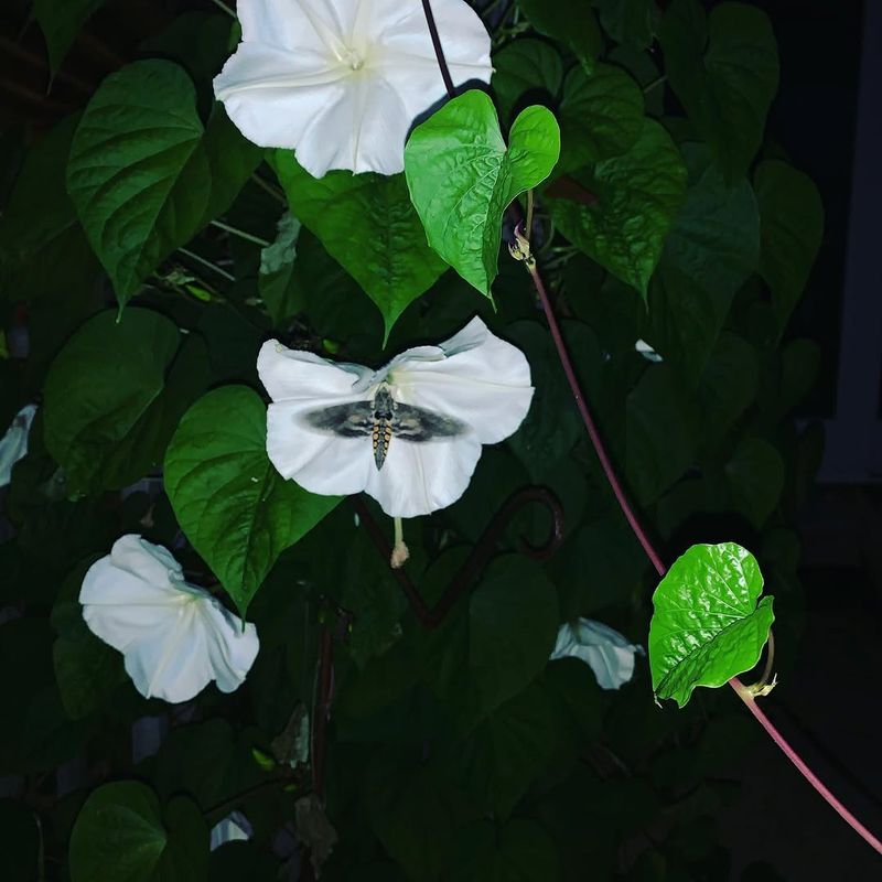 Nocturnal Pollinator Attraction
