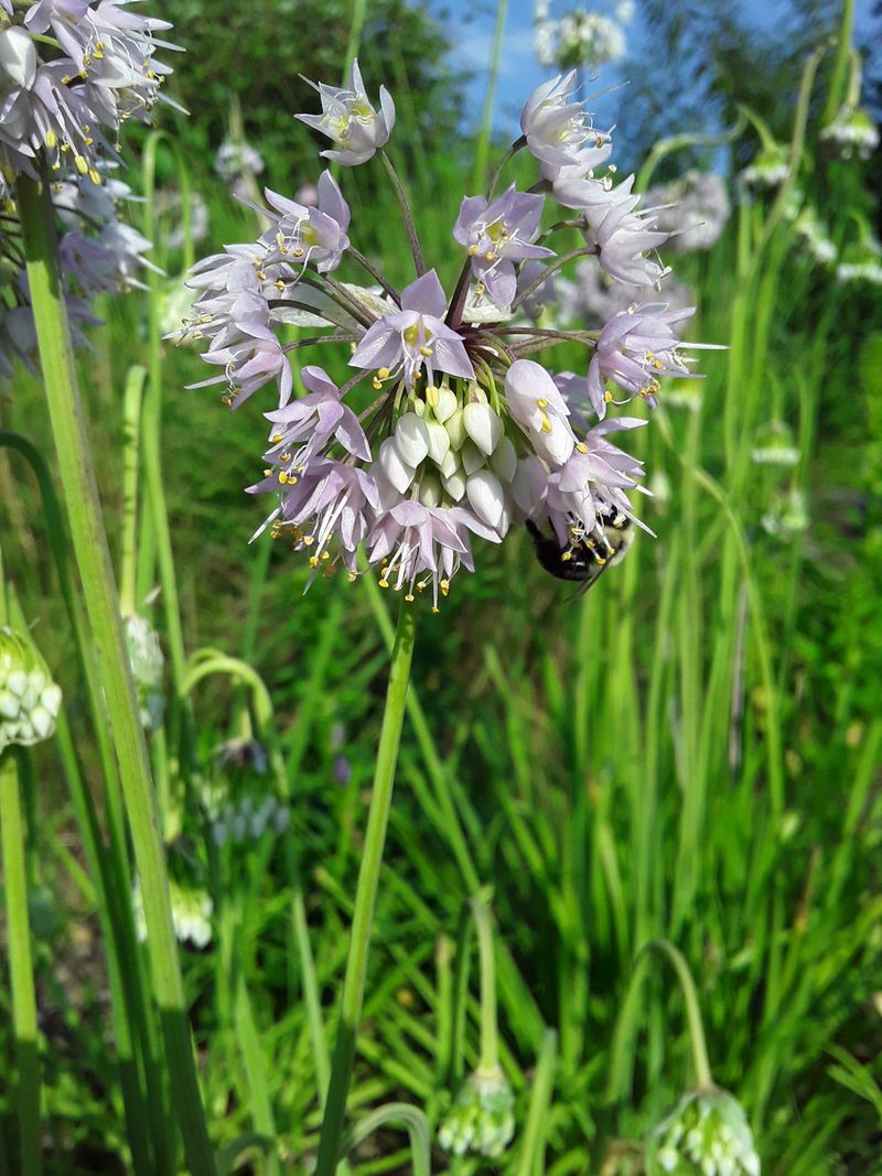 Nodding Onion Brings Bees To Sunny Borders Nodding Onion Brings Bees To Sunny Borders