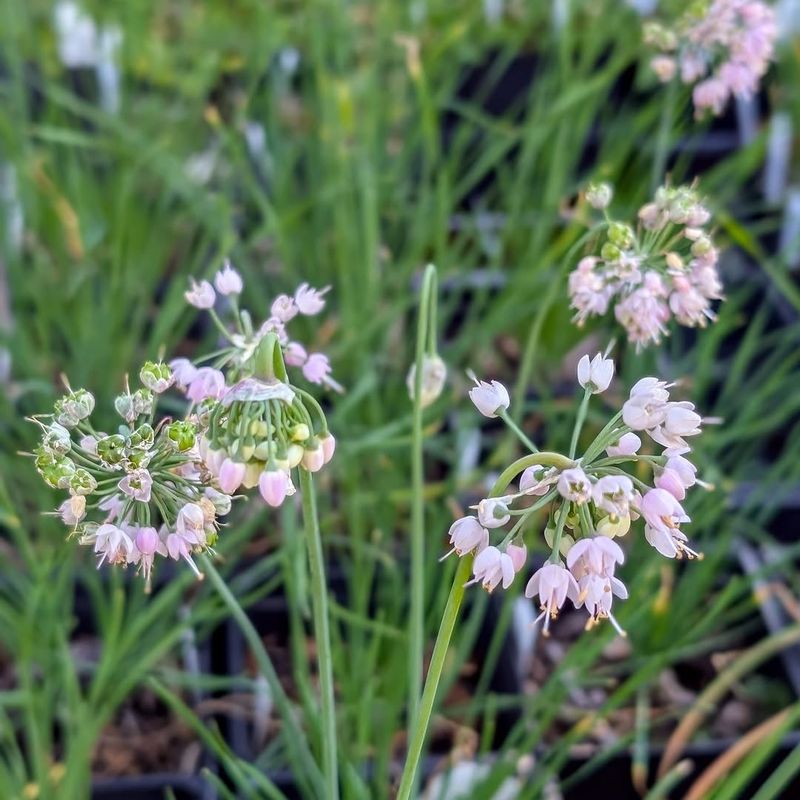 Nodding Onion Fits Well-Drained Fire-Wise Beds