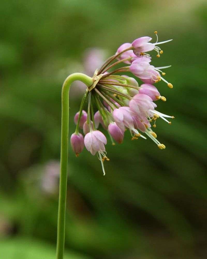Nodding Onion Nodding Onion