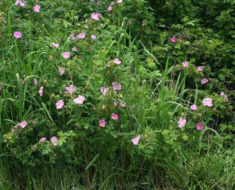 Nootka Rose Supports Butterflies And Birds Nootka Rose Supports Butterflies And Birds