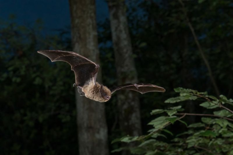 North Carolina Bats Hunt A Broad Nighttime Menu North Carolina Bats Hunt A Broad Nighttime Menu