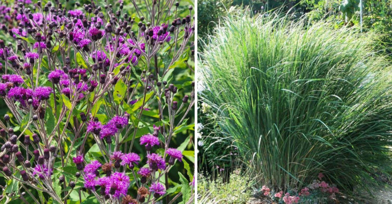 North Carolina Border Plants That Handle Humidity, Clay Soil, And Summer Storms
