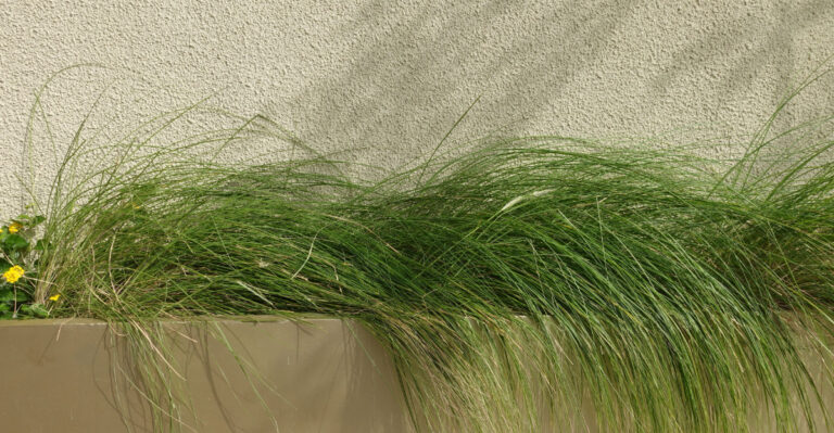 North Carolina Gardeners Are Swapping Mondo Grass For This Tough Native Sedge