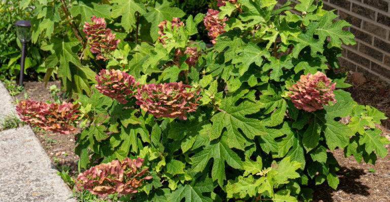 oakleaf hydrangea