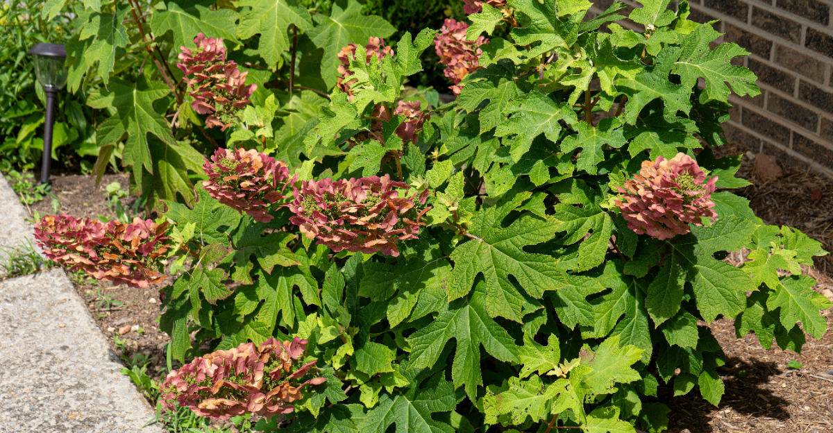 oakleaf hydrangea