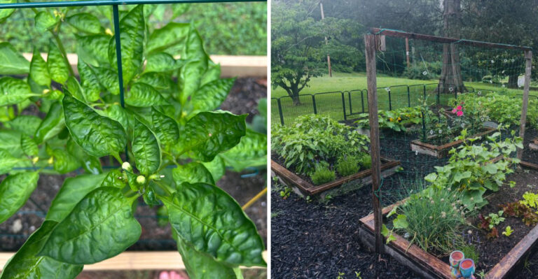 North Carolina Gardeners Who Do This One Thing In July Have Less Pest Problems Through September