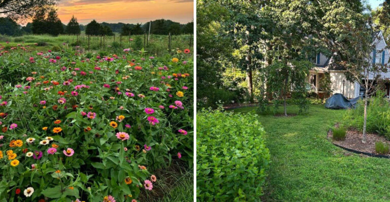 North Carolina HOA Plant Rules Homeowners Have The Right To Challenge