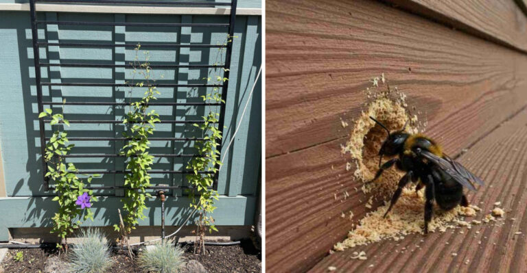 North Carolina Homeowners Are Replacing These Garden Structures To Discourage Carpenter Bees