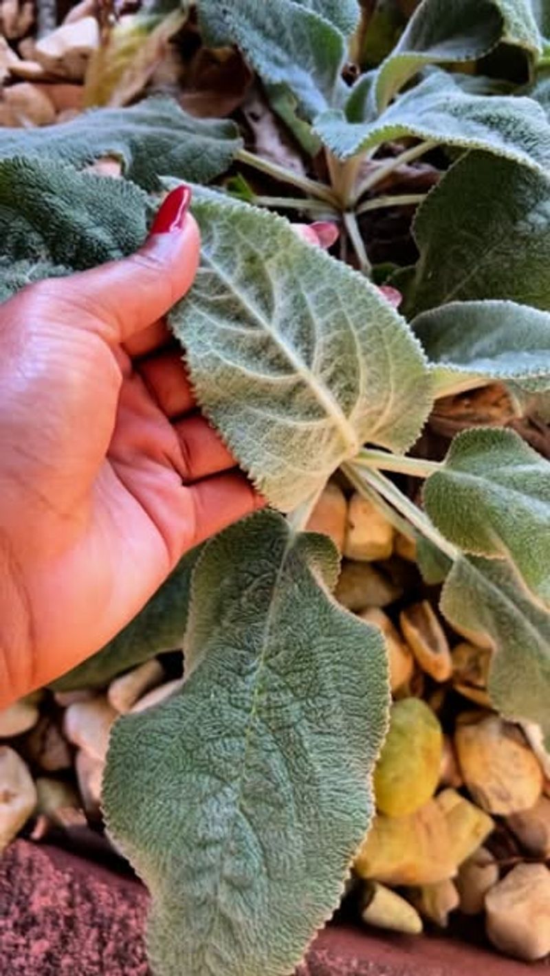 North Carolina Humidity Can Leave Lamb's Ear Looking Tired North Carolina Humidity Can Leave Lamb's Ear Looking Tired