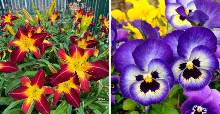 North Carolina Mailbox Flower Combos That Make The Front Yard Look Instantly More Polished