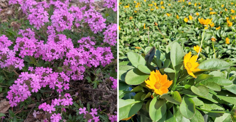 North Carolina Perennials That Multiply Themselves And Fill Bare Spots Without Any Help
