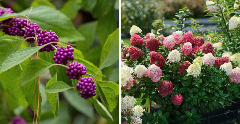 North Carolina Shrubs That Can Look Their Best In August With Little Extra Care