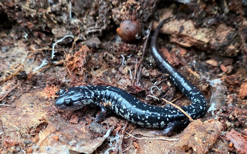 North Carolina Supports Many Woodland Salamander Species