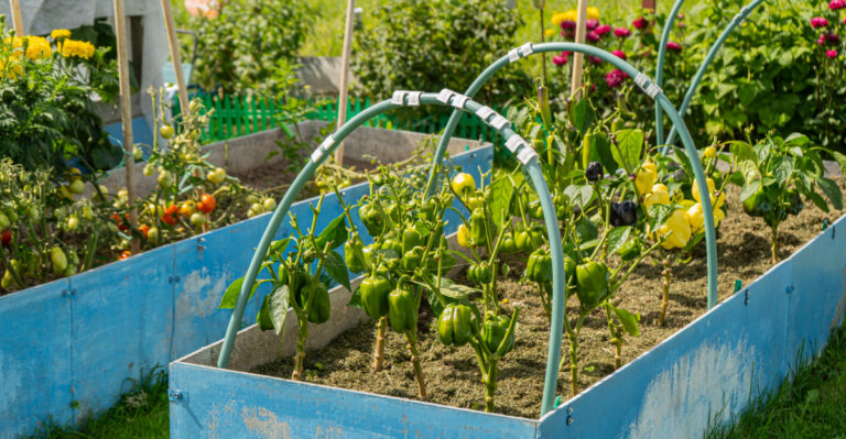 veggie garden