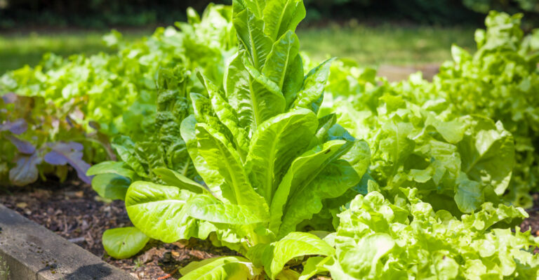 lettuce bolting
