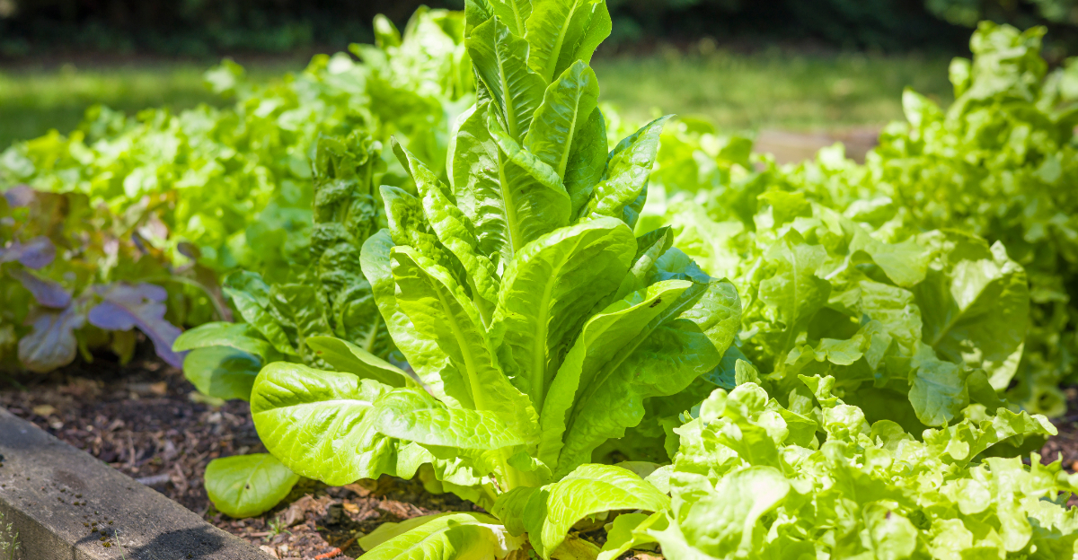 lettuce bolting