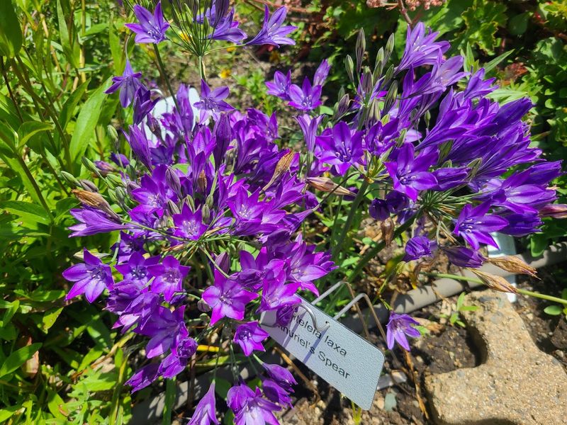 North Coast CNPS Nursery Is Eureka’s Native-Plant Gem North Coast CNPS Nursery Is Eureka’s Native-Plant Gem