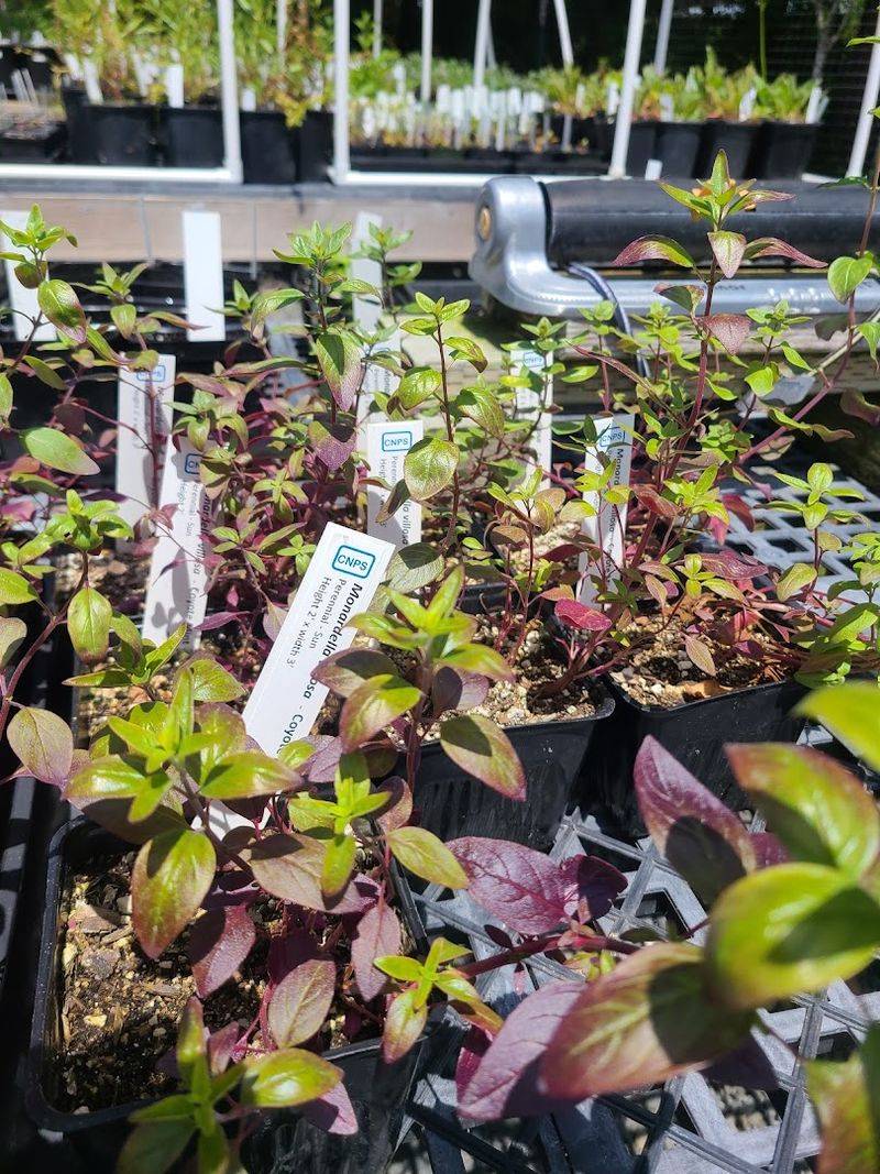 North Coast CNPS Nursery — Eureka North Coast CNPS Nursery — Eureka