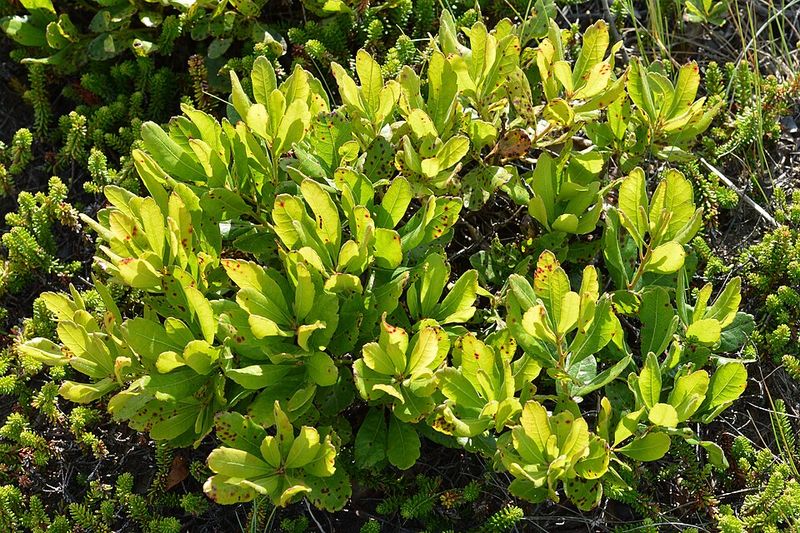 Northern Bayberry (Morella Pensylvanica) Northern Bayberry (Morella Pensylvanica)