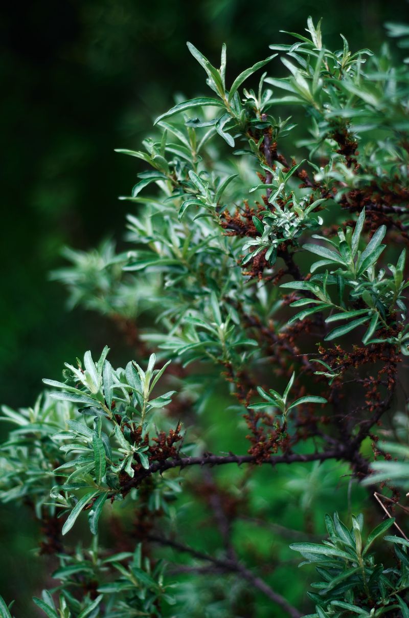 Northern Bayberry