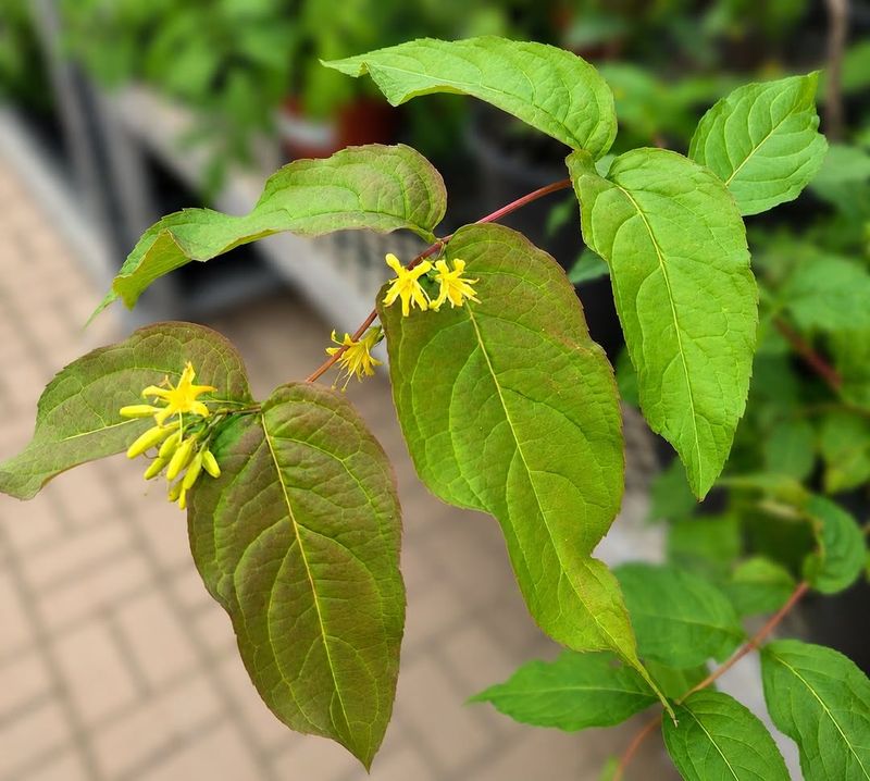 Northern Bush Honeysuckle Northern Bush Honeysuckle