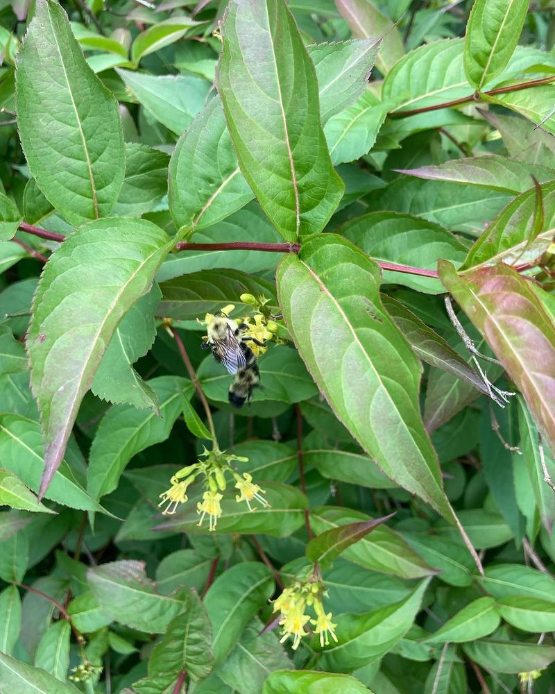 Northern Bush Honeysuckle