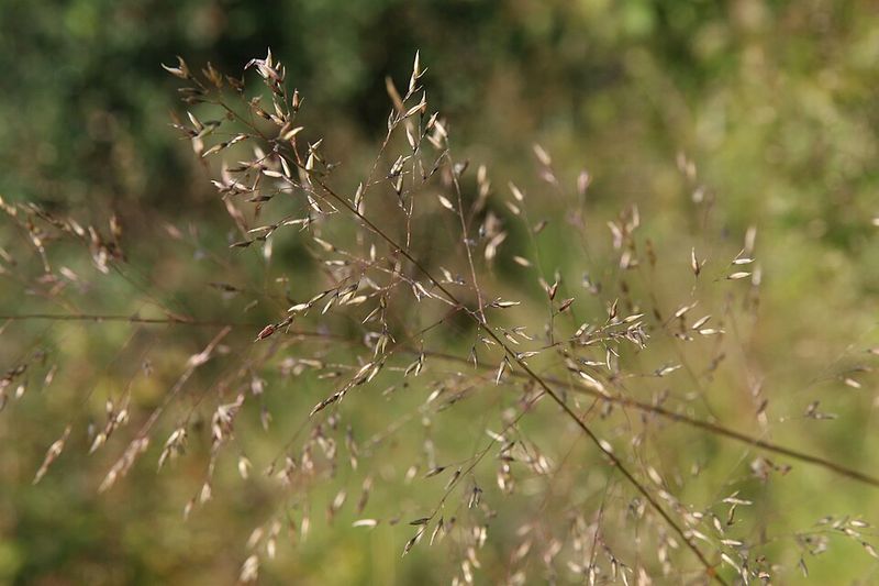 Northern Dropseed (Sporobolus Heterolepis) Northern Dropseed (Sporobolus Heterolepis)