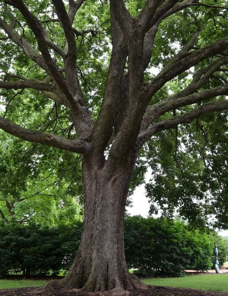 Northern Hackberry Is The Tree