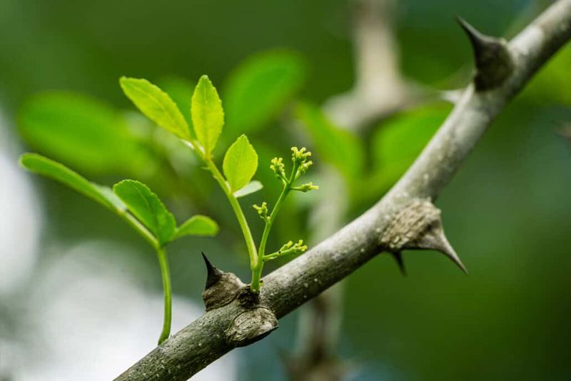 Northern Prickly Ash Makes Coyotes Less Welcome