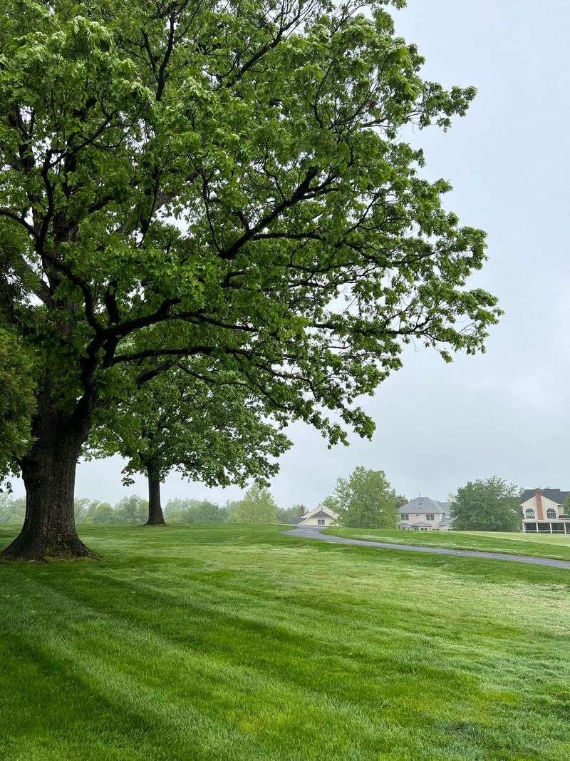 Northern Red Oak 