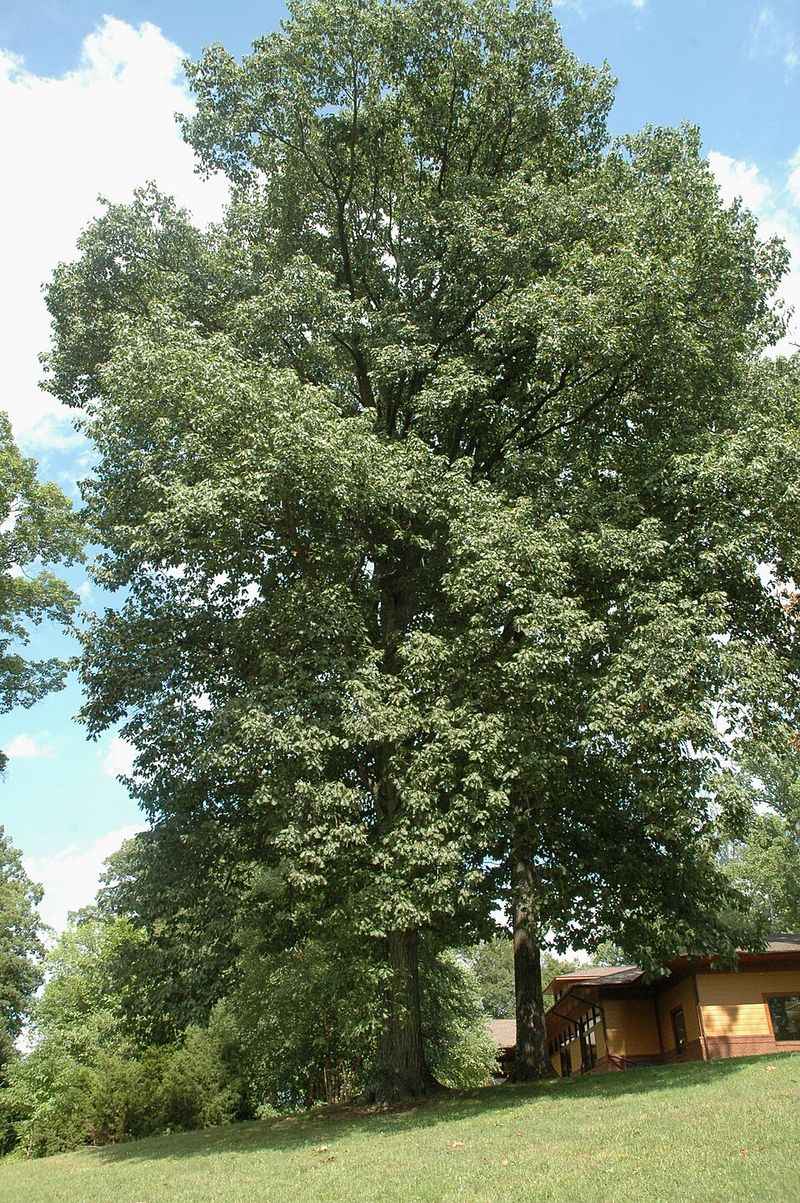 Northern Red Oak Northern Red Oak