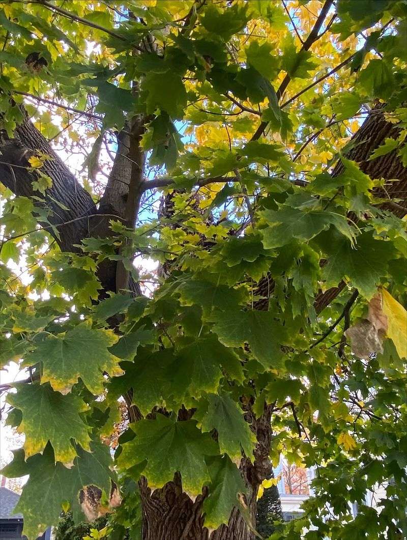 Norway Maple Norway Maple