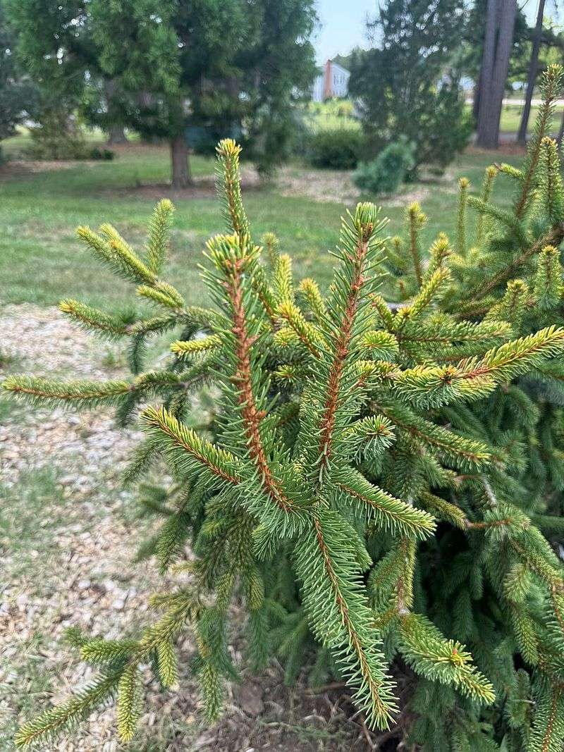 Norway Spruce