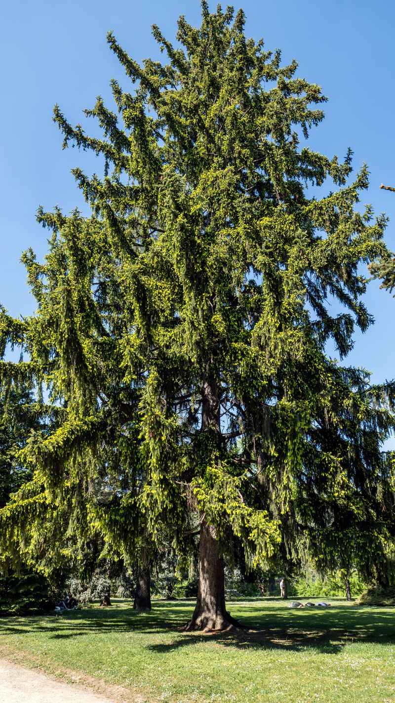 Norway Spruce