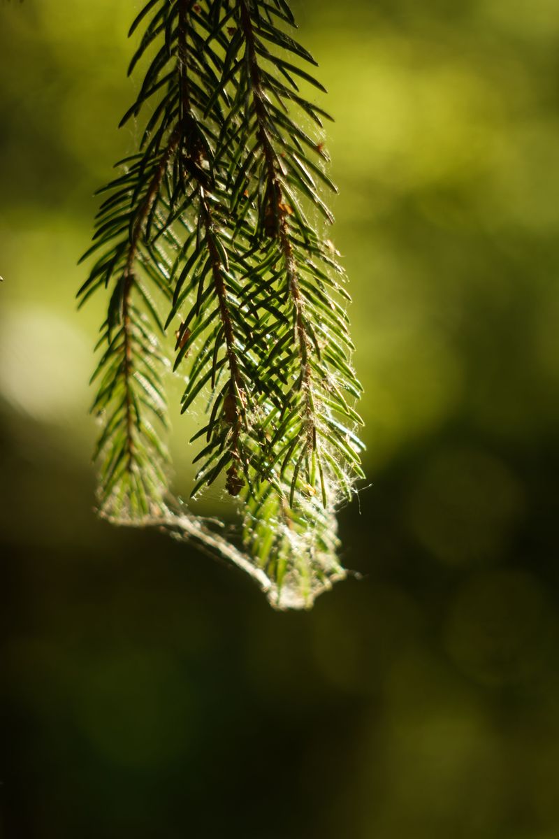 Norway Spruces Struggle Under Sustained Heat Norway Spruces Struggle Under Sustained Heat