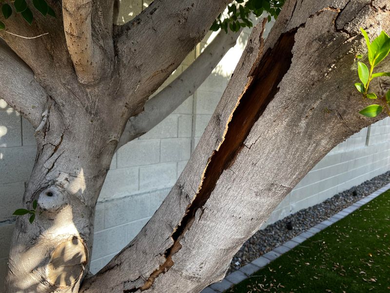 Not Every Bark Crack Comes From July Heat Not Every Bark Crack Comes From July Heat