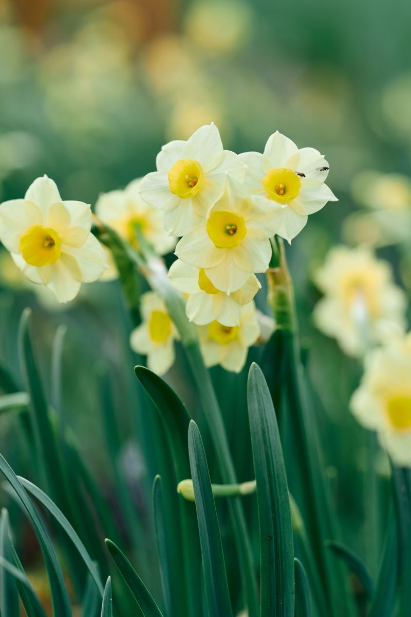 Not Every Daffodil Type Performs Well In Warmer Zones Not Every Daffodil Type Performs Well In Warmer Zones