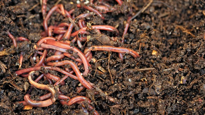 Not Every Earthworm Tells The Same Story