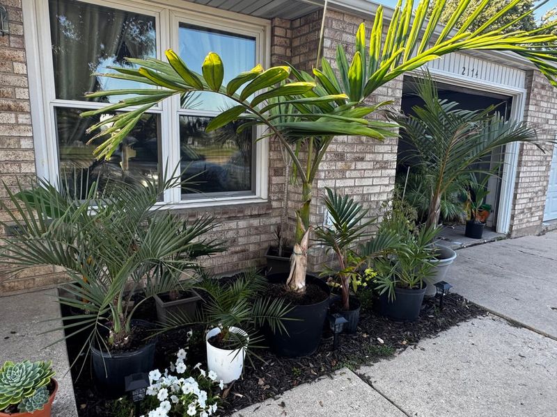Not Every Palm Wants Desert Treatment Not Every Palm Wants Desert Treatment