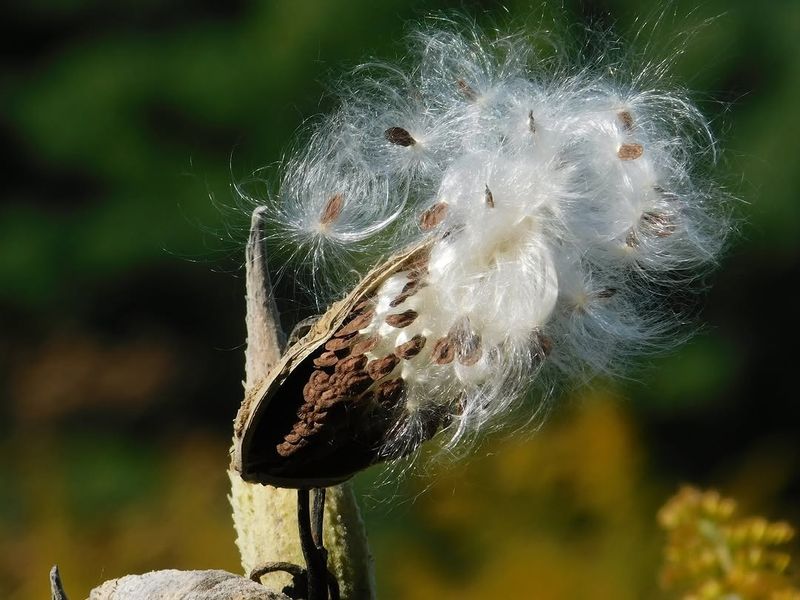 Not Every Seed Actually Becomes A New Plant