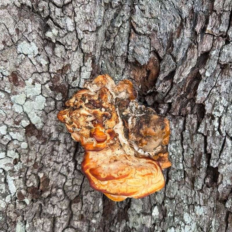 Not Every Sick Oak Has This Disease