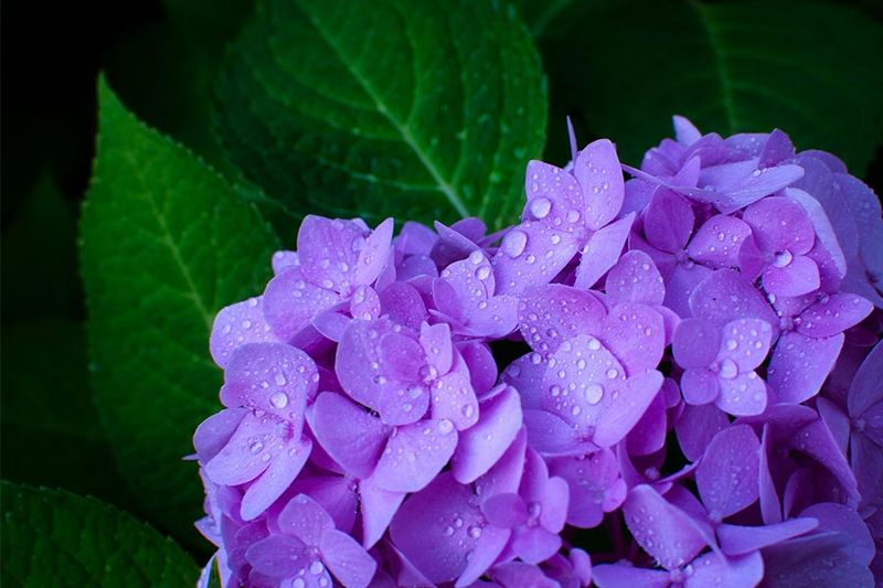 Not Knowing Which Hydrangea You Have Not Knowing Which Hydrangea You Have