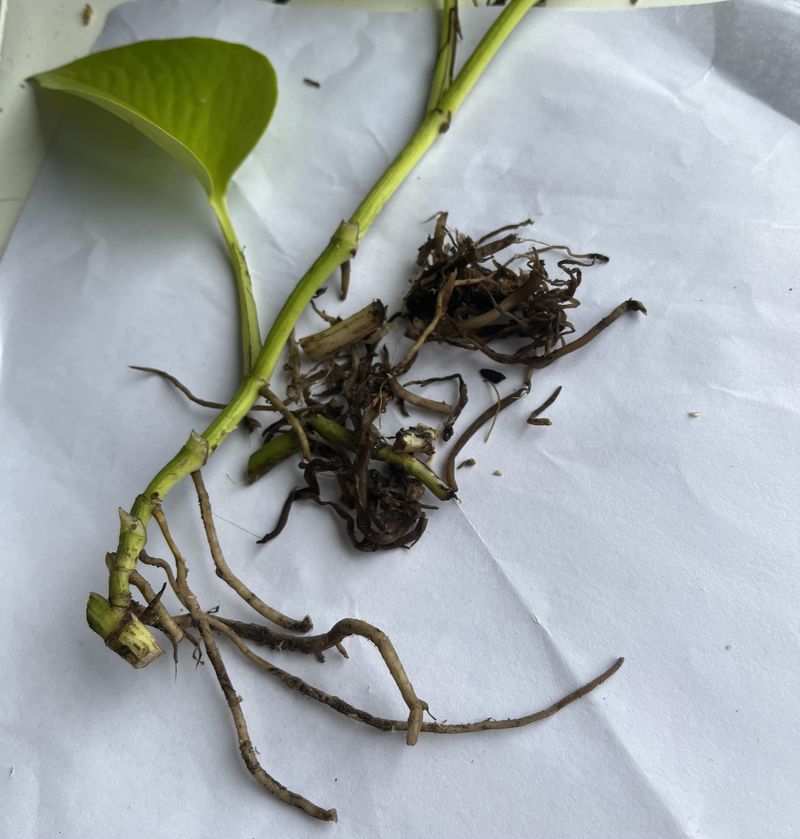 Notice Mushy, Dark, Or Foul-Smelling Roots Notice Mushy, Dark, Or Foul-Smelling Roots