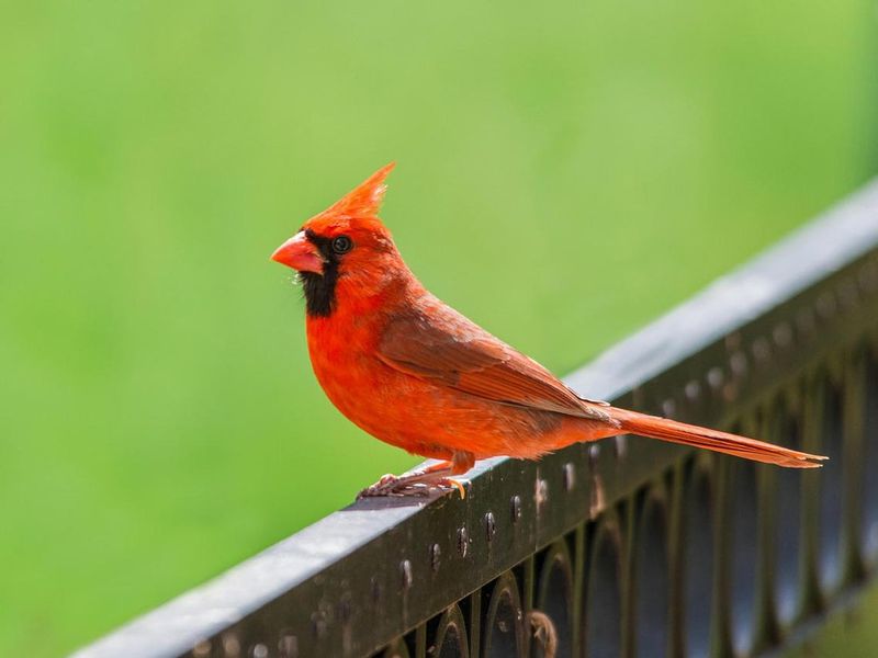 Notice The Bird And Keep The Meaning Personal Notice The Bird And Keep The Meaning Personal