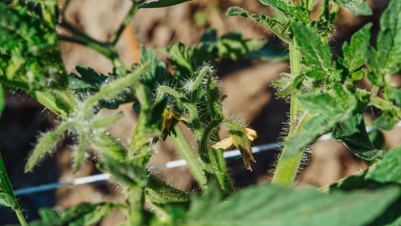 Notice White Fuzzy Growth On Leaf Undersides